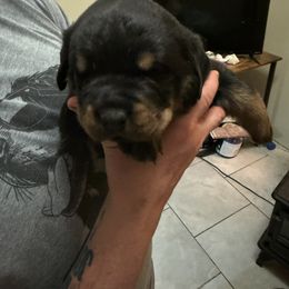 Rottweiler Puppies from Von Locher Rotties