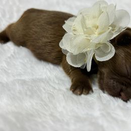 Girl 2 - Liver Shih Tzu puppy in League City, Texas from Divine Pups