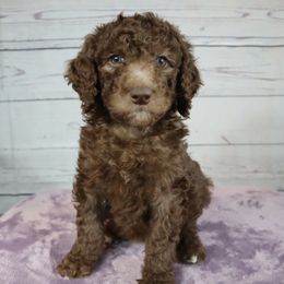 Poodle Puppies from Southern Sunshine Standards
