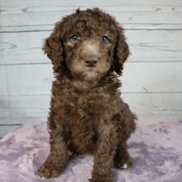 Poodle Puppies from Southern Sunshine Standards
