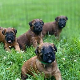 Soft Coated Wheaten Terrier Puppies from Charm Wheatens