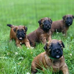 Soft Coated Wheaten Terrier Puppies from Charm Wheatens