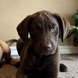 Twizzler - Brown female Chesapeake Bay Retriever puppy in Ulen, Minnesota from North Wind Gundogs