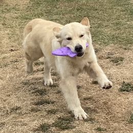 Kisses - Golden Retriever