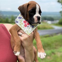 Kickin Roosters Azalea (Dk. Pink) - Fawn female Boxer puppy in Alpine, New York from Kickin Rooster AKC Boxers