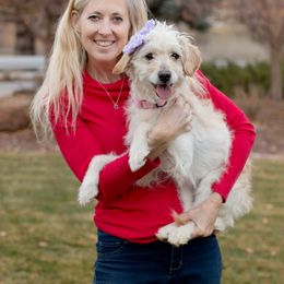 Elsa - Goldendoodle