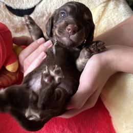 Siesta - Chocolate and cream female Dachshund puppy in Bradenton, Florida from Leah’s Suncoast Doxies
