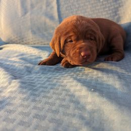 Dilute Retriever and Labrador Retriever Puppies from LC Hunting Labs, LLC.