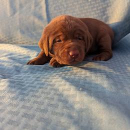Dilute Retriever and Labrador Retriever Puppies from LC Hunting Labs, LLC.