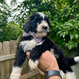 Charlie - Black and white male Bernedoodle puppy in Holt, Missouri from Mindys Doodles