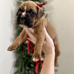 Gingerbread - Fawn female Boxer puppy in Upper Sandusky, Ohio from Rock Run Homestead