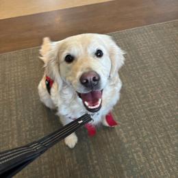 Cammie, therapy dog - Light golden female Golden Retriever puppy in Pleasant Hill, Missouri from KCs Golden Dream