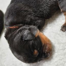 Boy 3 - Black and tan male Rottweiler puppy in Stanton, Kentucky from Vom Hause Alistair