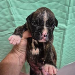 Boy 2 - Brindle male Boxer puppy in Pine River, Wisconsin from Jenks Boxers