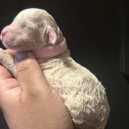 Oxy - Cream female Goldendoodle puppy in Los Angeles, California from LA’s Favorite Puppies