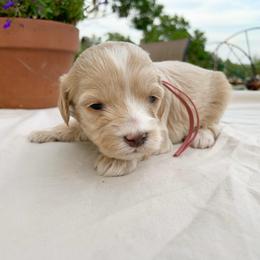 Poppy - Buff and white female Cockapoo puppy in Bedford, Iowa from Our Father’s Doodles