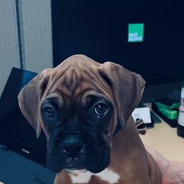 Boxer Puppies from Starlight Boxer Corner