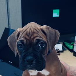 Boxer Puppies from Starlight Boxer Corner
