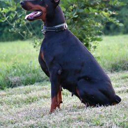 Ava - Doberman Pinscher