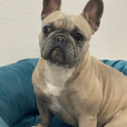 French Bulldogs from Brandi Nance's French Bulldogs