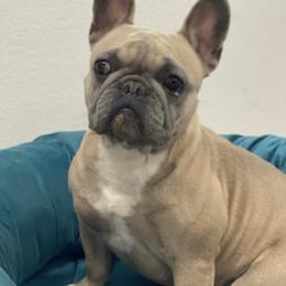 French Bulldogs from Brandi Nance's French Bulldogs