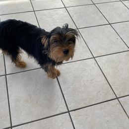 Girl 2 - Black and gold female Yorkshire Terrier puppy in Marion, Indiana from Thomas Terriers
