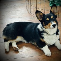 Bella - Pembroke Welsh Corgi