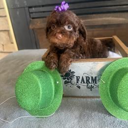 Mikaela - Brown and tan female Cockapoo puppy in Connersville, Indiana from MoonShine Babies