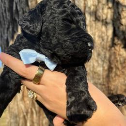 Goldendoodle Puppies from Harrington Doodles