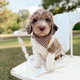 Java - Merle male Goldendoodle puppy in Ooltewah, Tennessee from Allison Family Doodles