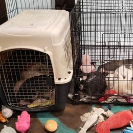 Silken Windhound Puppies from Silken Agents of CSBeck