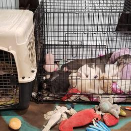Silken Windhound Puppies from Silken Agents of CSBeck