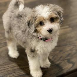 Aussiedoodle and Australian Shepherd Puppies from Junipersdoodles