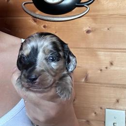 Boy 2 - Dapple male Dachshund puppy in Cheyenne, Wyoming from Great Basin Hounds