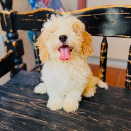 Cash - White male Cavapoo puppy in Tucson, Arizona from Ever After Doodles Arizona