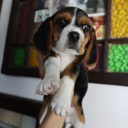 Posy - Black tan and white female Beagle puppy in Susanville, California from Homegrown Beagles