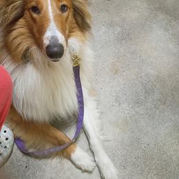 Boy 6 - male Collie puppy in Fair Bluff, North Carolina from The Hart of Fair Bluffs Collies