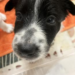 Border Collie Puppies from Spotted Feather Farm