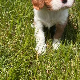 Corbin Owen 2 - Blenheim male Cavalier King Charles Spaniel puppy in Lambertville, Michigan from Dream Dog LLC