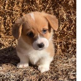 Honey Girl  1 Orange - Red female Pembroke Welsh Corgi puppy in Shelley, Idaho from Whistling Wind Corgi’s