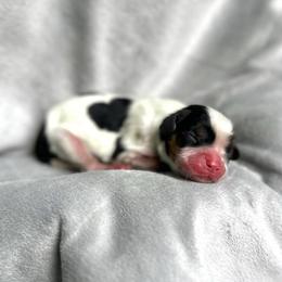 Beverly - Tri-color female Cavalier King Charles Spaniel puppy in Festus, Missouri from Team Turner Cavalier King Charles Spaniels