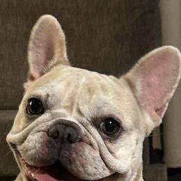 Pearl - French Bulldog