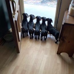 Dachshund All Grown Up from Dreamin Dachshunds