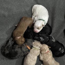 Goldendoodle Puppies from True Friend Doodles