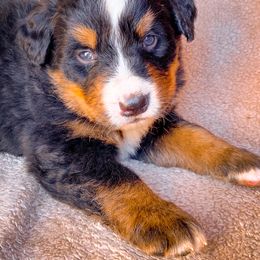 Bernedoodle, Bernese Mountain Dog, and Siberian Husky Puppies from Timberline Paws