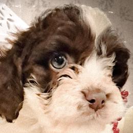 Cavapoos and Cockapoos from Kelley's Goldens Poodles and Doodles