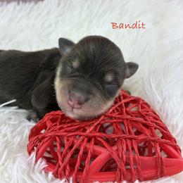 Bandit - Liver male Miniature Schnauzer puppy in Sylvania, Georgia from Southern Sky Miniature Schnauzers