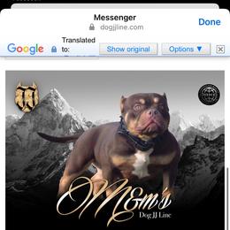 M&M's - American Bully