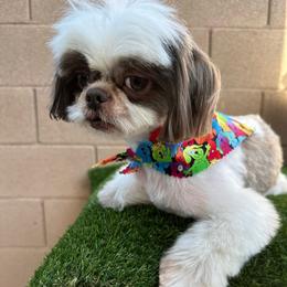 Ceaser - Liver and white male Shih Tzu puppy in Las Vegas, Nevada from Vegas Shih Tzus