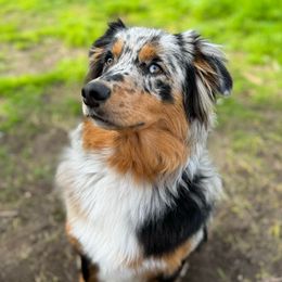 Savanna - Australian Shepherd